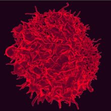 Red T cell