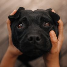 A black dog with tearful eyes looks at the camera