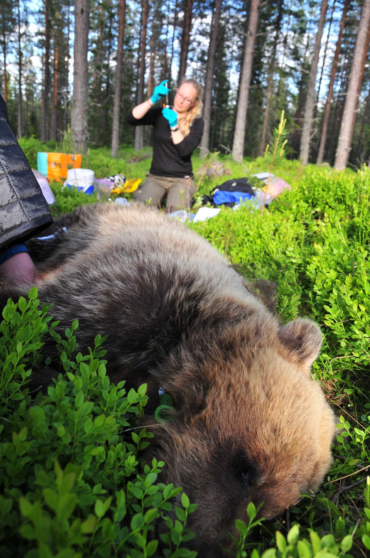 Brown bear anesthetized in the woods while scientist works in the background