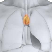 illustration of inside of human chest with highlighted gland between the lungs