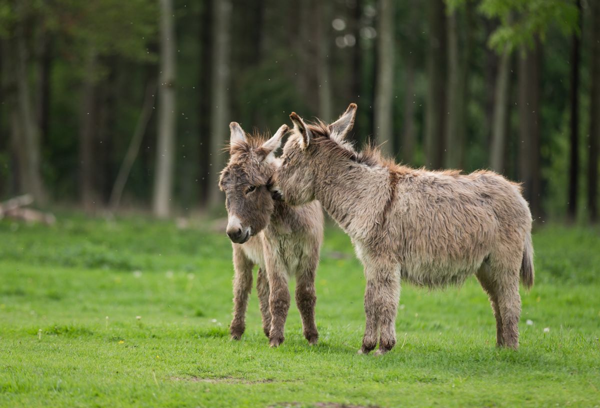 Two donkeys interacting at the Copenhagen Zoo in Denmark