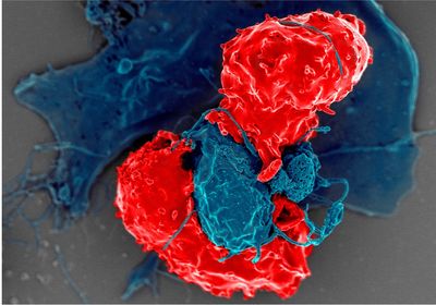 T regulatory cell in red sandwiching an antigen presenting cell in blue
