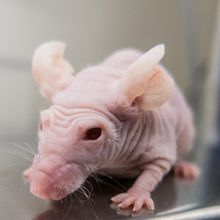A nude (hairless) mouse, typically used in biomedical and drug discovery research methods that rely on immunodeficient mouse strains.
