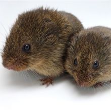 A pair of prairie voles (Microtus ochrogaster)