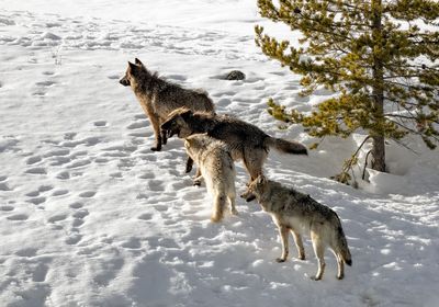 four wolves cluster together in the snow next to a tree. one wolf at the front looks out into the distance.