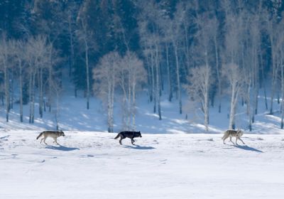 a black wolf and a gray wolf follow a third gray wolf, whose head is tilted back to watch, as they trot through a snowy background, with light colored, barren trees in the background.