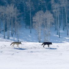 a black wolf and a gray wolf follow a third gray wolf, whose head is tilted back to watch, as they trot through a snowy background, with light colored, barren trees in the background.