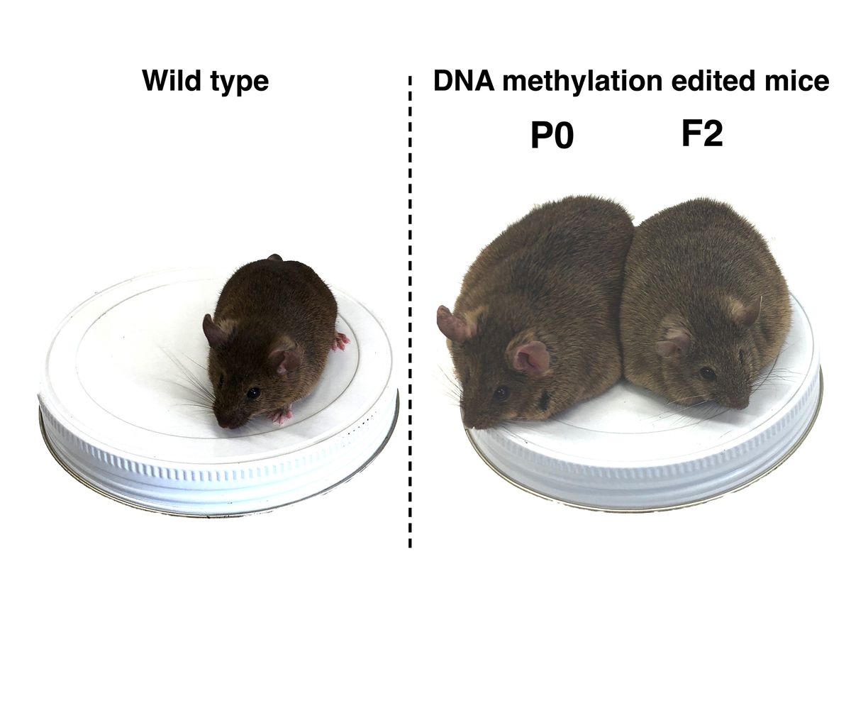 An unedited mouse (left) compared to the original methylation edited mouse (P0) and his grandchild (F2) carrying the same epigenetic mutation. The mouse on the left is small compared to the other two, which are obese.
