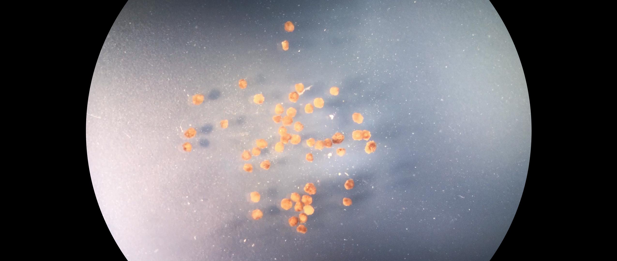 Video of xenobots swarming together in a petri dish.