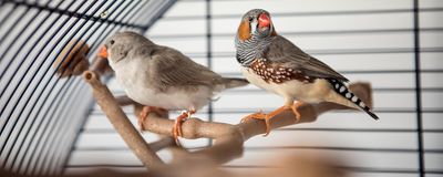 A pair of zebra finches in a cage