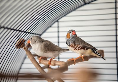 A pair of zebra finches in a cage