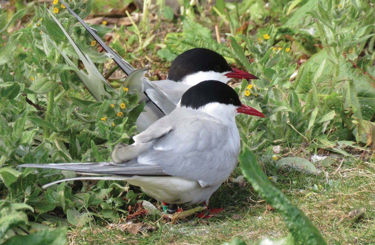 A pair of arctic terns