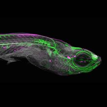 Zebrafish with fluorescent nervous system in green.