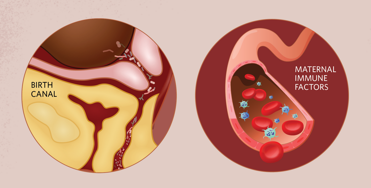 Illustration showing immunology during pregnancy 