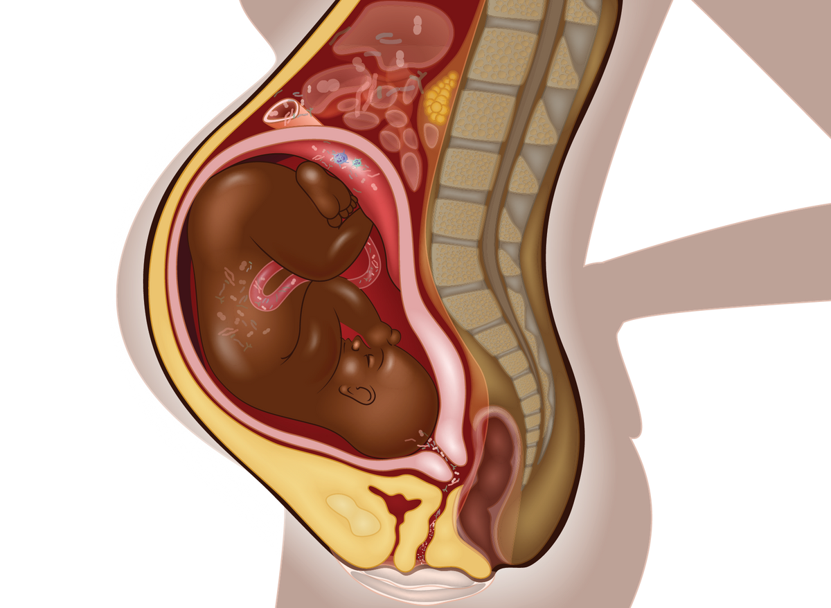 Illustration showing immunology during pregnancy 