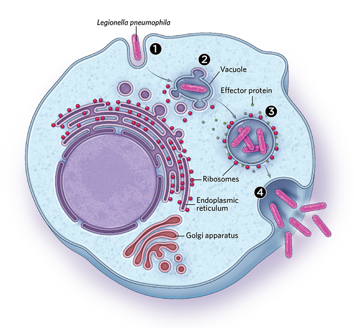 Illustration showing how some intracellular bacteria, such as Legionella pneumophila, inhabit membrane-bound compartments inside host cells