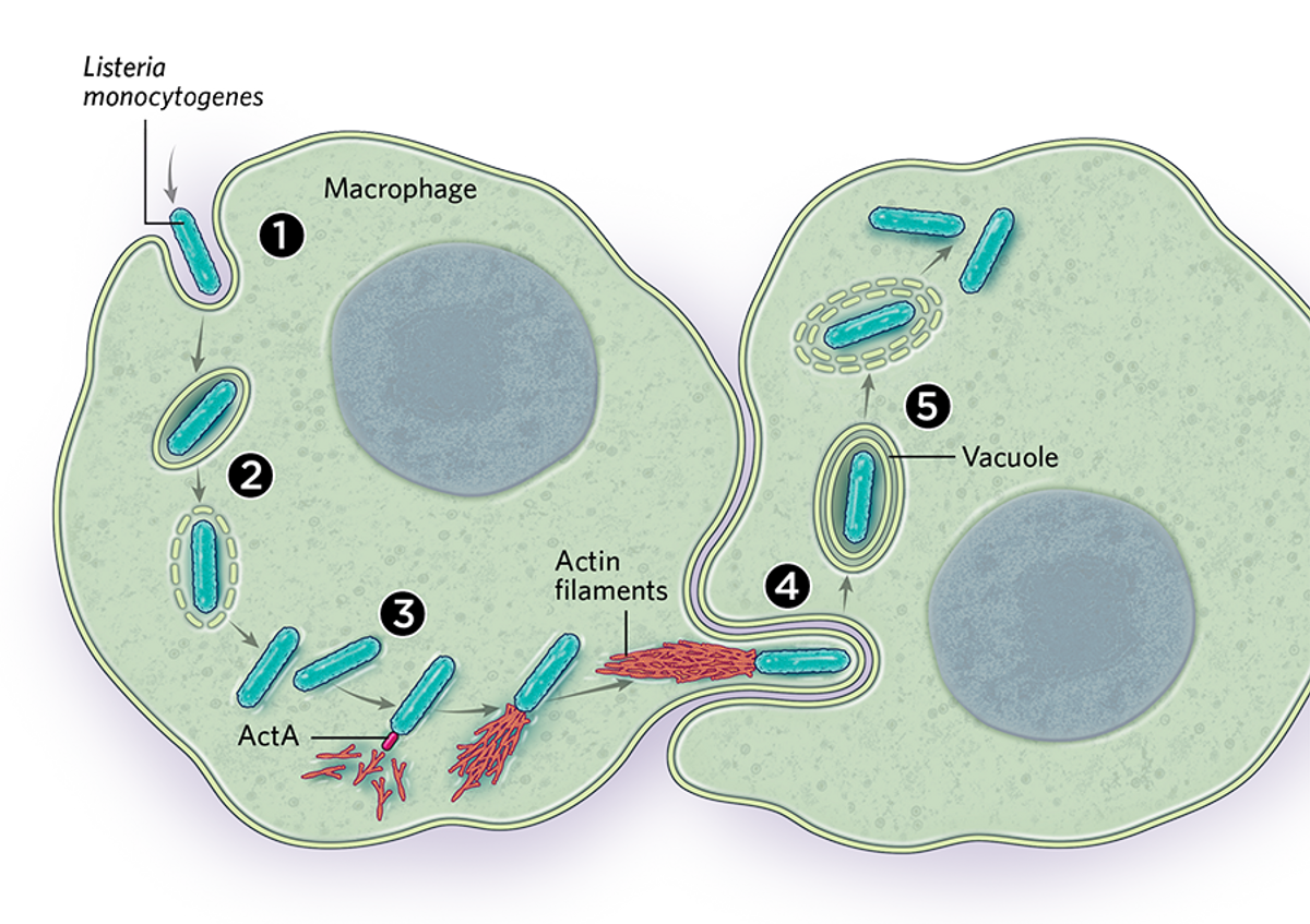 Illustration showing how some intracellular bacteria use the host cell’s actin supplies to build their own transport system.