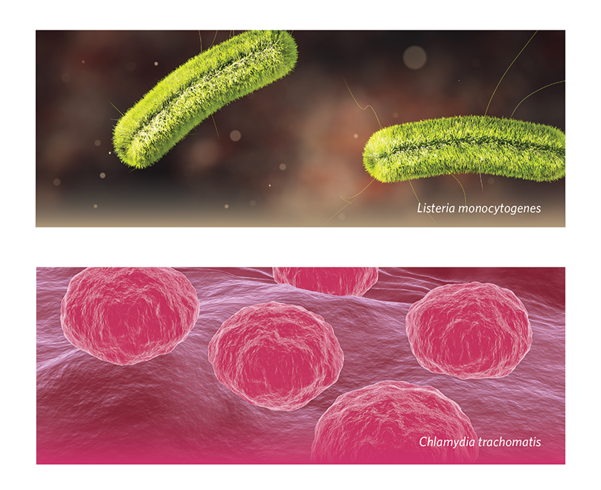 Renderings of listeria monocytogenes and chlamydia trachomatis