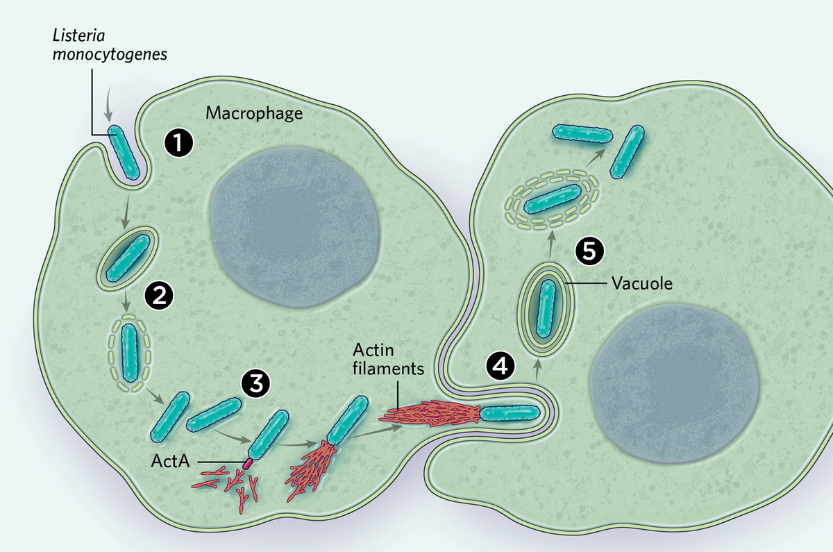 Illustration showing how some intracellular bacteria use the host cell’s actin supplies to build their own transport system.