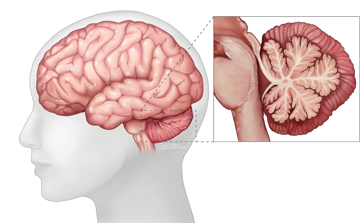 Illustration of the brain's cerebellum