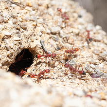 red ants coming out of dirt hole
