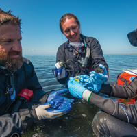 Microbes Find Their Niche in Underwater Shipwrecks