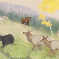 Infographic: How Large Carnivores Sculpt Ecosystems