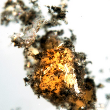 microscope image of methaotrophs with black specks