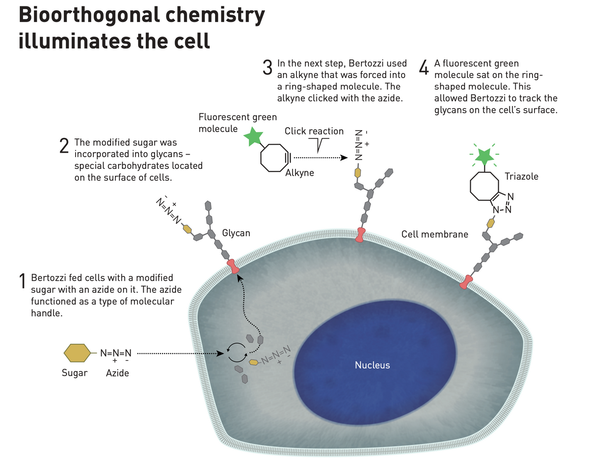 Diagram of bioorthogonal chemistry