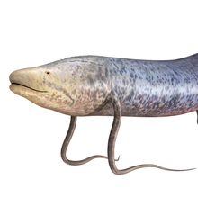 The lungfish has a beige face and grey spotted body with a darker tail fin, as well as four long, spindly appendages. It is on a white background.