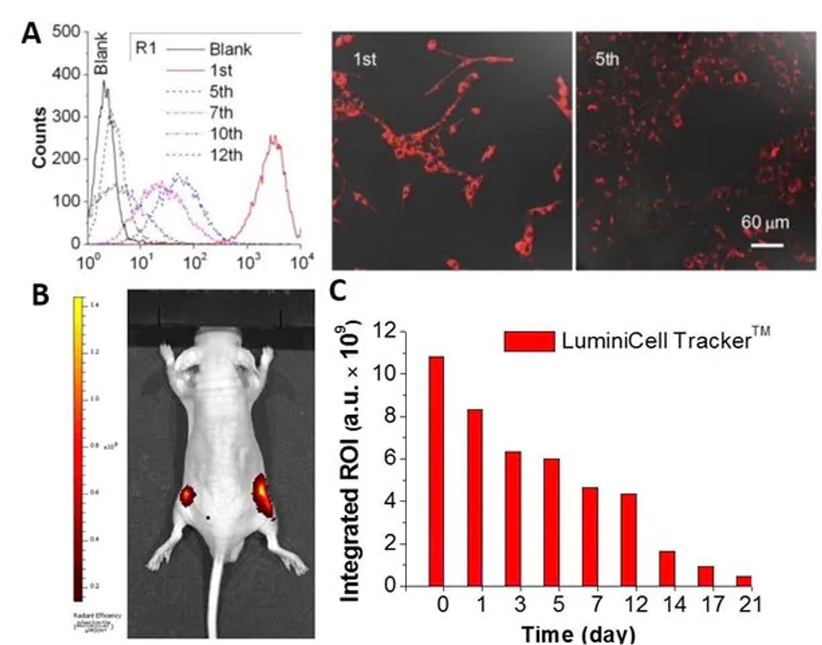 In Vivo Cancer Cell Tracking with LuminiCell Trackers™