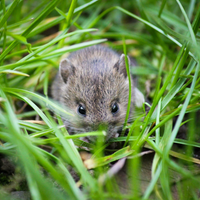 mouse in grass microbiome