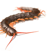 How a Centipede Survives its Own Species&rsquo; Venom