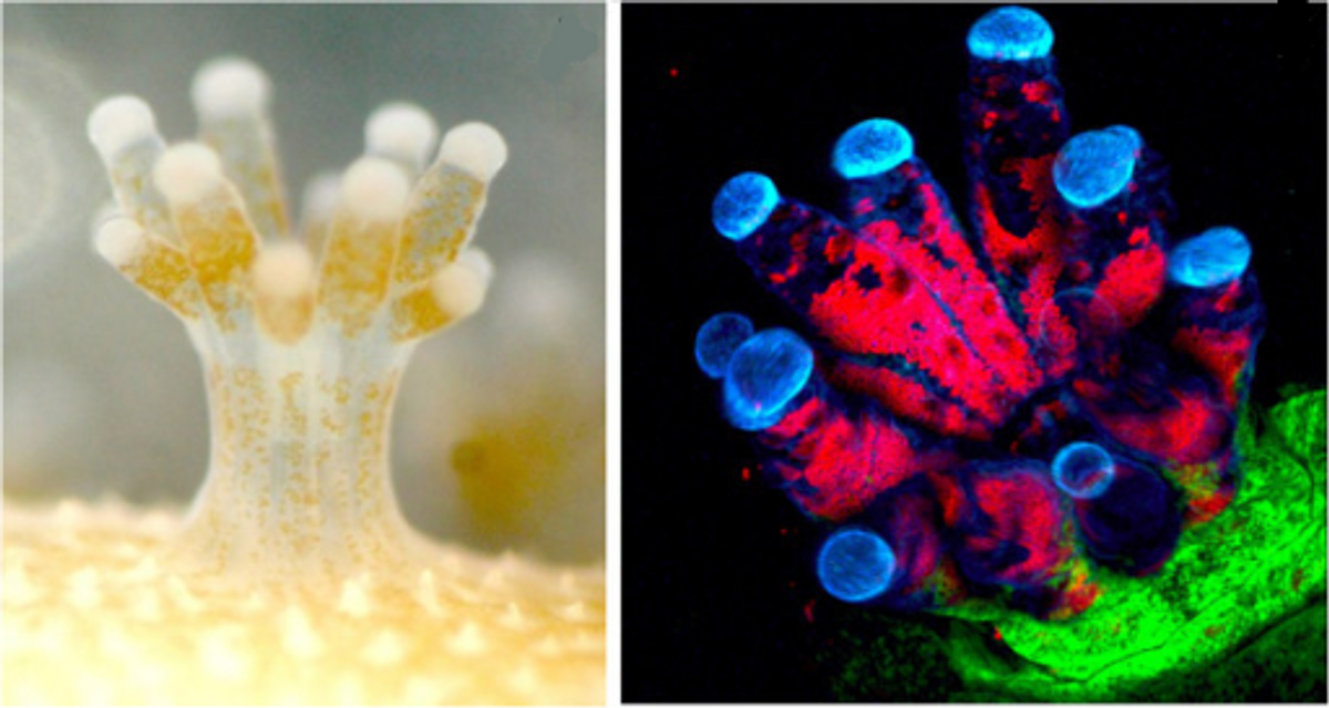 Photographs of cyan-colored bioluminescence from dinoflagellates on a beach coastline at night, and closeup of coral polyps in symbiosis with the dinoflagellate Symbiodinium visible as multiple brown spheres and red fluorescent spheres in the coral tissue.