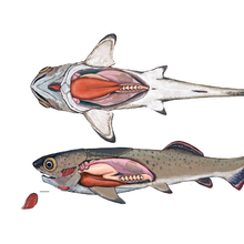 Drawing of fish with internal anatomy.