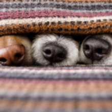 Dogs under blanket together stock photo