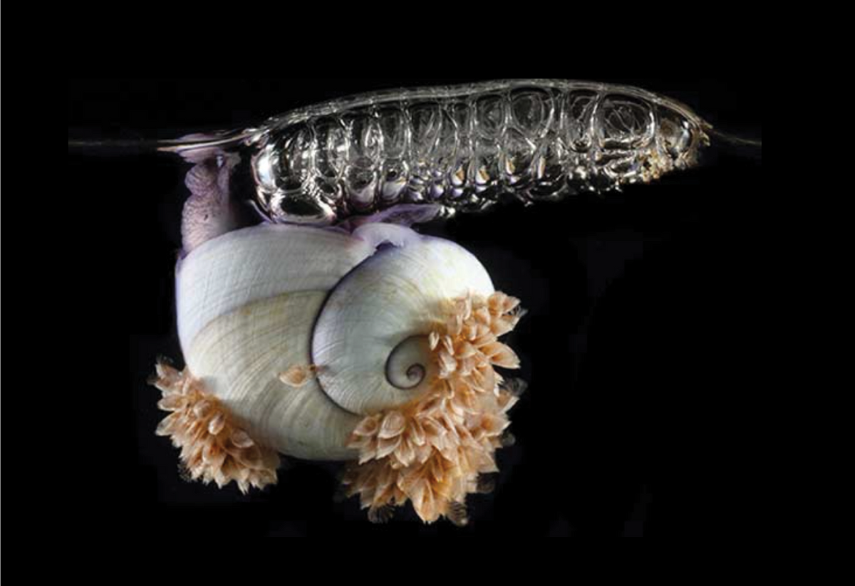 The violet sea snail (<em>Janthina janthina</em>)