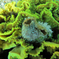 An underwater photo of the solitary tunicate Polycarpa mytiligera growing on a coral in the Red Sea