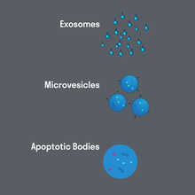 Exosomes, microvesicles, and apoptotic bodies: The three major types of extracellular vesicle.