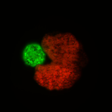 colored microscope photo of xenobot